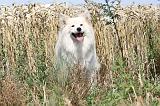 CHIEN FINNOIS DE LAPONIE 220